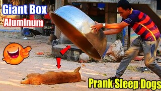 Big Box Aluminum Prank Dog Sleeping Very Funny Must Watch Most Funny - Must Watch Very Funny Comedy