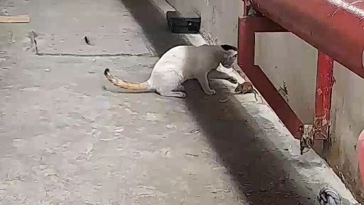 Tom and Jerry  friend