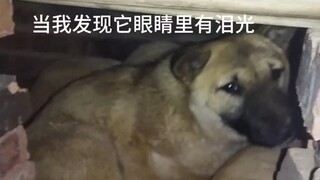 Hóa ra là mắt chó có nước mắt trước khi chết.