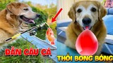 Thú Cưng Vlog | Gâu Đần Tinh Nghịch Phá Hoại Mẹ #3 | Chó thông minh vui nhộn | Smart dog funny pets