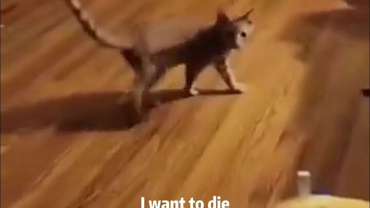 القطة تنقذ الناس، القطة رائعة