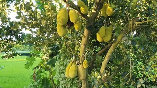 Ra Đồng Giăng Lưới Bắt Cá Rô Đồng Về Nướng Rơm Cho Buổi Cơm Trưa.Góc Làng Quê