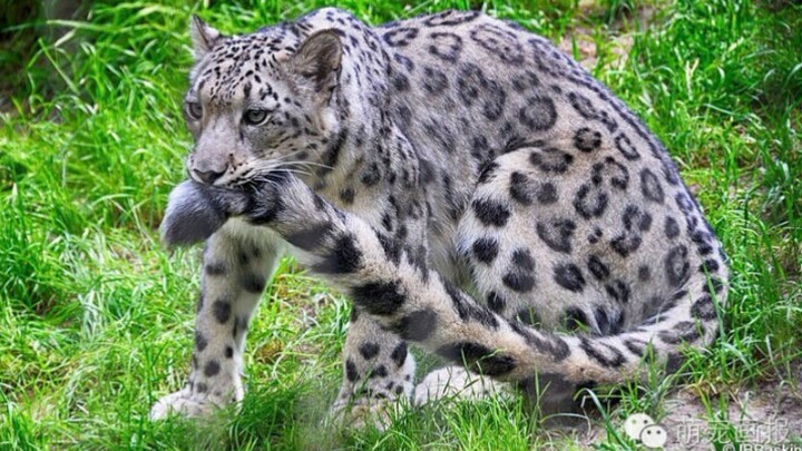 “This thing is so tempting, I almost ate myself!”