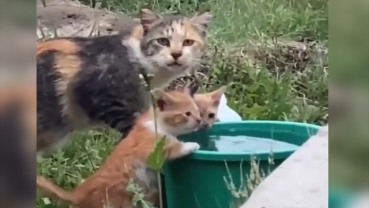 “Cat: I may be a stray, but my kitten isn’t!”