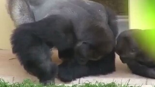 Silverback gorilla father and son observes some worms.