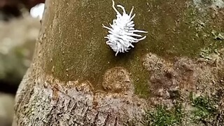 white hairy worm