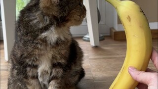 A "little old cat" with dwarfism is now saying goodbye