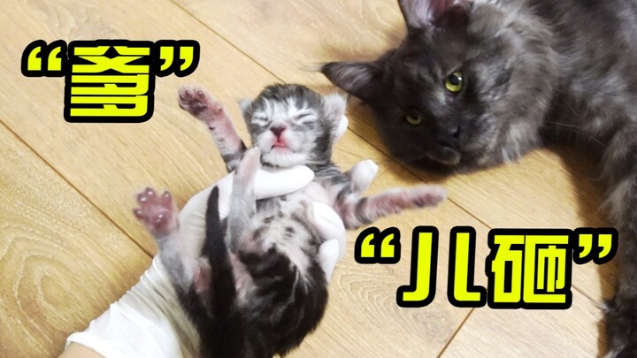 Ayah kucing kali pertama bertemu anak kucing Maine Coon, dengan lembut mengelus kepalanya, menampilk
