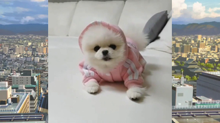 CUTE PET น่ารัก&ตลก 25