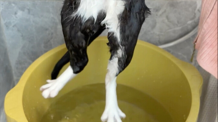 Mandiin kucing sapi secara non-imersif