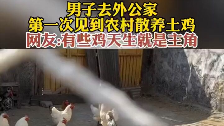 Berapa lama ayam ini harus dipelihara, kalian pasti sudah tahu, kan?