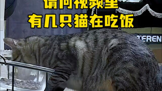 Excuse me, how many cats are eating in this video?