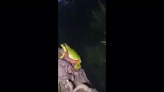 Shy Little Frog