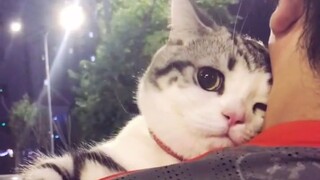 "Mèo: Em rất hài lòng với bạn trai của em!"