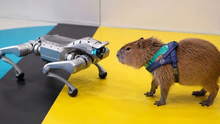 Capybara sees a robotic dog for the first time and almost bites it!