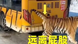 Tại sao chúng ta nên tránh xa mông hổ trong sở thú? Một chất lỏng bí ẩn phun ra từ mông hổ.