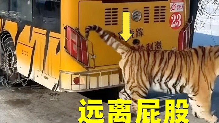 Why should we stay away from tiger butts in zoos? A mysterious liquid spurts out of tiger butts.