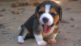 Funny Dogs - การรวบรวมวิดีโอ Beagle น่ารักและตลก