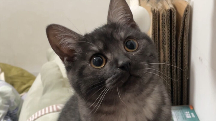 Sengaja tidak membukakan pintu untuk kucing kecil, mendengar kucing itu merengek manja selama dua me