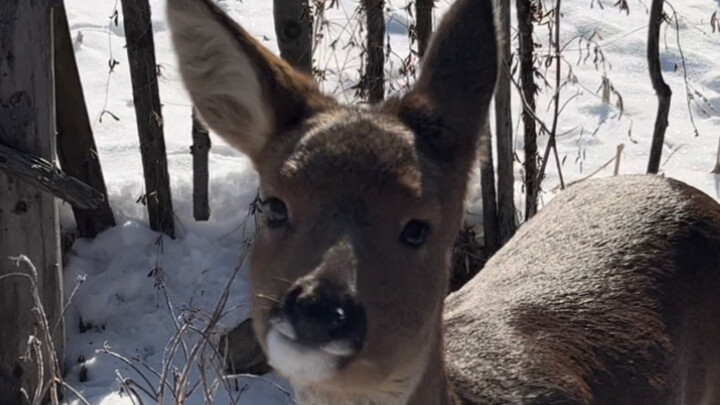 A wild roe deer gave birth to its cubs in a human's vegetable garden and then forgot about it.