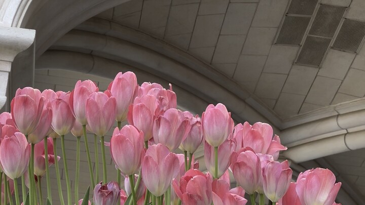 Tulips in Shanghai Disneyland