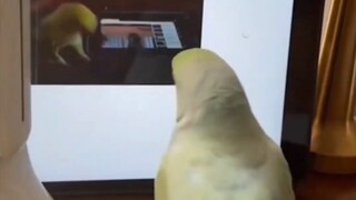 Parrots also choose the videos they like to watch.