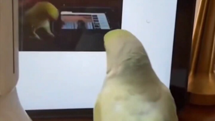 Parrots also choose the videos they like to watch.