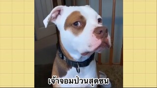 เพื่อนตัวน้อย สัตว์เลี้ยงแสนซน : เจ้าจอมป่วนสุดซน