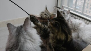 Quá nhiều mèo Maine Coon! Hãy cùng chọc vào tổ mèo Maine Coon! Mèo chơi đùa cùng nhau ~ Chữa lành ~