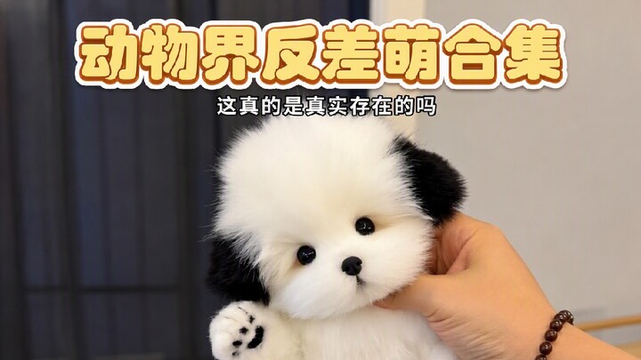 As expected, no matter how fierce an animal is, it’s always the cutest when it’s a baby.