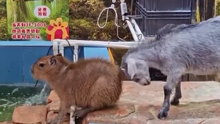 Domba: Aku yang menanggungnya, terus kenapa? Kapibara: Hmm