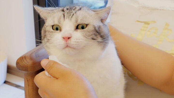 Chủ nhân lần đầu lấy gỉ mũi cho mèo, Nhị Béo tủi thân muốn khóc, còn tôi thì đào được kho báu!