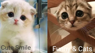 Funny & Cats - รวมน้องแมวน่ารัก 7