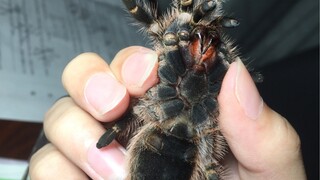 Let's pet this adorable big spider...