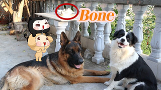 【Animal Circle】Difference between German Shepherds & Border Collies.