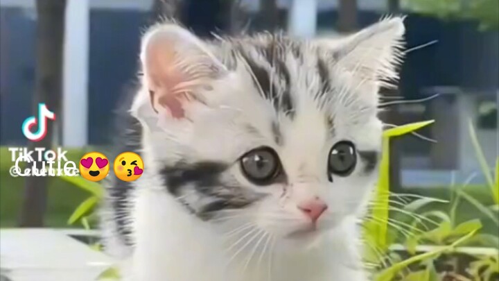 cat Lover😍😘