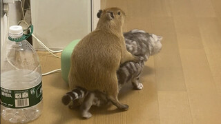 It turns out that Capybara was an evil kiwi when he was a child!
