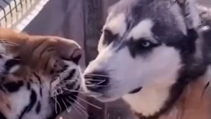 A tiger down on its luck is bullied by a dog.