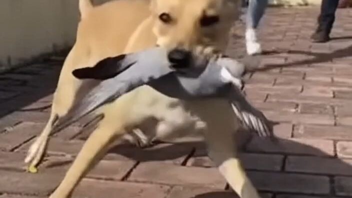 entertainment video
