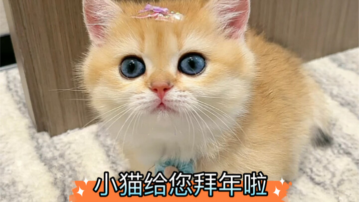 น้องแมวน้อยนำโชคมาแล้ว รีบแชร์ให้เพื่อนของคุณเลย