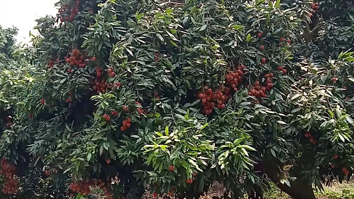 লিচু