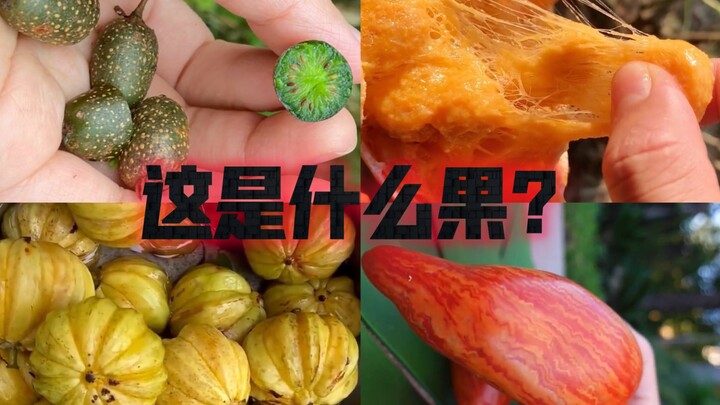 Một số loại quả kỳ lạ.