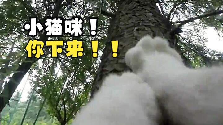 How "intense" can a catfight get? The喵master who couldn't climb trees has finally learned how!