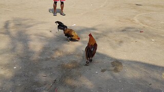 maganda ang laban ditu mga idol ,daming palo nang bulik peru inilagan lang nang gold gold ang bida d