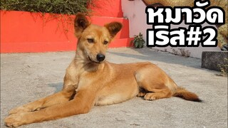 หมาจรวัดเลิศ #2 เหมือนหมูทะตอนสาวๆ (จบ)