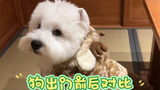 Dog has a headache before and after going out
