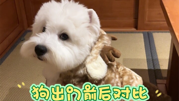 狗出门前后…头痛