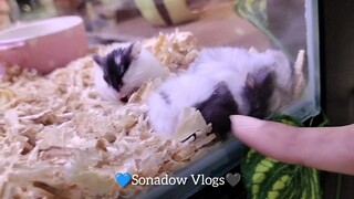 💙Sonadow Vlogs | part.2❤️