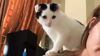 Kitten Goes For Walks On Mom's Shoulder  - Cutest Kitten Ever!