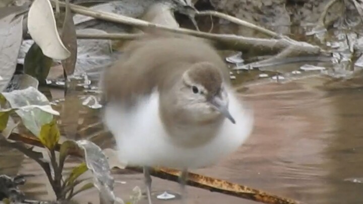 😎 Manfaatkan peluang! 😎 😱 Jangan sampai tertangkap oleh burung pesisir! 😱